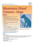 mammary_gland_tumors-dogs