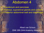 Abdomen 4 AvS 20060319b