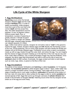 Life Cycle of the White Sturgeon