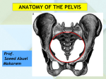 PELVIC WALL JOINTS OF THE PELVIS PELVIC FLOOR