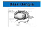 Lecture 20- Basal Ganglia CNS Block 2013
