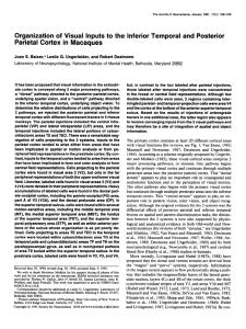 Organization of Visual Inputs to the Inferior Temporal and Posterior