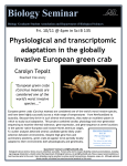 European green crabs (Carcinus maenas) are considered one of the