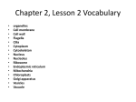 Chapter 2, Lesson 2 Vocabulary