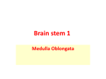 Brain stem - Wikispaces