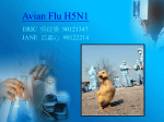 Bird Flu H5N1