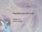 Regulation of the Cell Cycle / Cancer