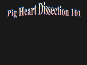 PigHeartDissection new