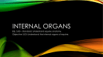 Equine I - Internal Organs