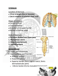 Sternum lecture outline