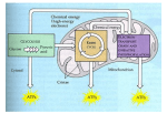 Cellular Respiration notes HONORS