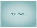 CELL CYCLE