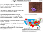 Staphylococcus aureus