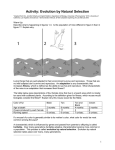 modeling nat selection beaks