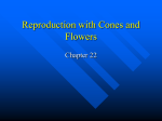 Reproduction with Cones and Flowers