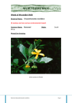 Boneseed – Chrysanthemoides monilifera