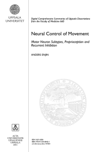 Neural Control of Movement: Motor Neuron Subtypes