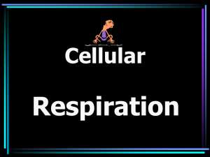 Cellular respiration