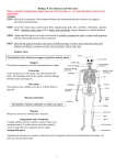 8. The Skeleton and Movement