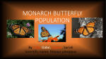 Graph of Monarch Butterflies Population Decreasing in Mexico