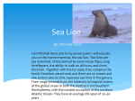 Sea Lion