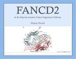 Fanconi Anemia Research Fund, Inc.