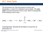 24.7 Urea Cycle