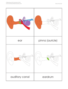 ear eardrum auditory canal pinna (auricle)