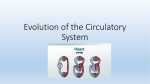 Evolution of the Circulatory System