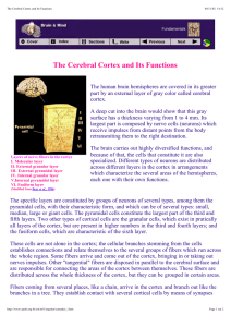 The Cerebral Cortex and Its Functions