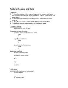 Posterior Forearm and Hand