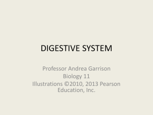 digestive system - Bakersfield College