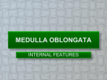 6.MEDULLA OBLONGATA-INTERNAL FEATURES