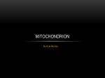 Mitochondrion 1