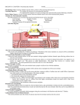 BIOLOGY II: CHAPTER 9: Neuromuscular Junction