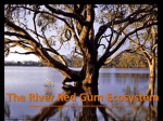 River Red Gum - Our River Our Future