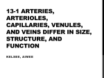 13-1 Arteries, arterioles, capillaries, venules, and veins differ in size