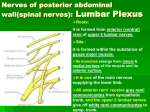 07-lumbar plexus+lymphatics