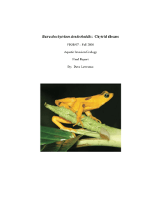 Batrachochytrium dendrobatidis: Chytrid disease