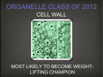 ch 4 cell wall