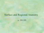 Surface and Regional Anatomy