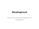 Morphogenesis