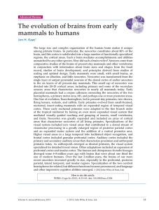 The evolution of brains from early mammals to humans