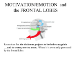 The amygdala also projects to the frontal lobes