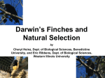 Darwin`s finches