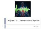 Chapter 12 * Cardiovascular System
