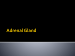 3-Adrenal Gloand, 2014