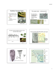 Seedless Vascular Plants Figure 21.1 The Evolution of Plants (Part 2)