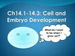Cell and Embryo Development