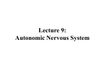 Autonomic Nervous System